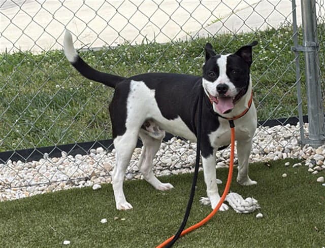 Jo Jo - Pit Bull Terrier