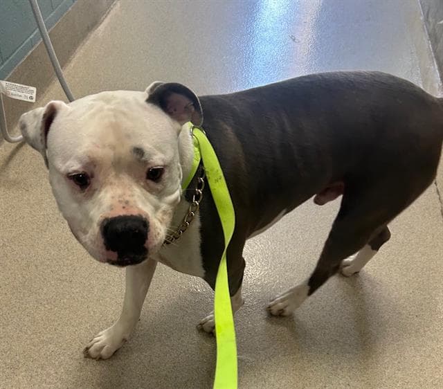 Murphy - Pit Bull Terrier