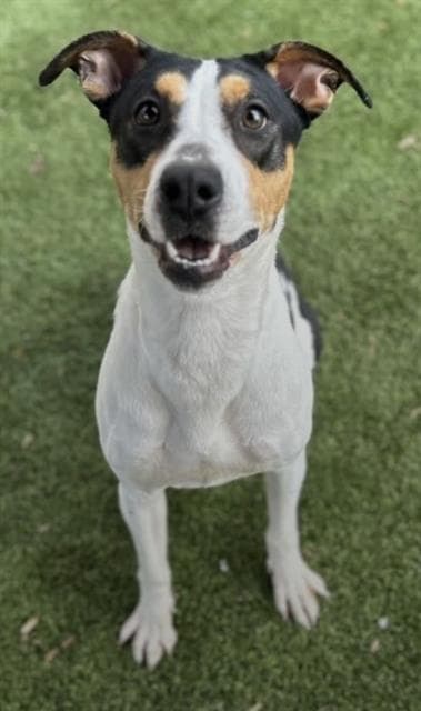 Sienna - Hound