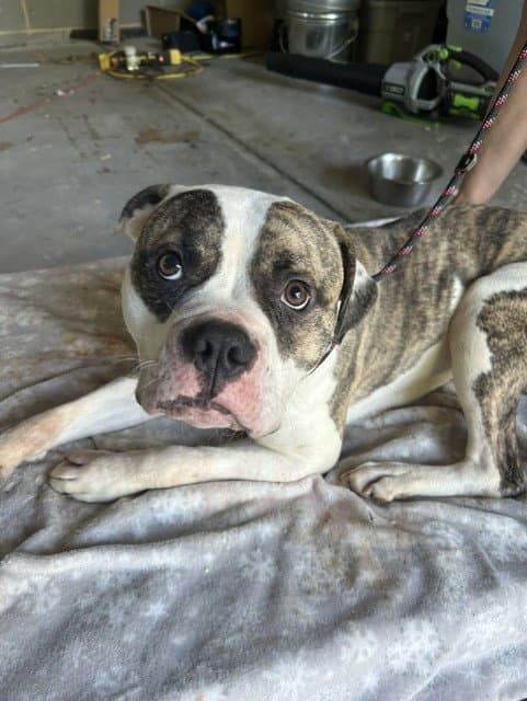 Bruce - American Bulldog
