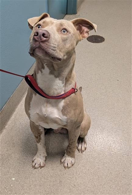 Braxton - Pit Bull Terrier