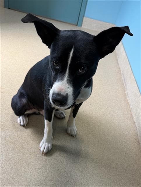 Poppi - Pit Bull Terrier