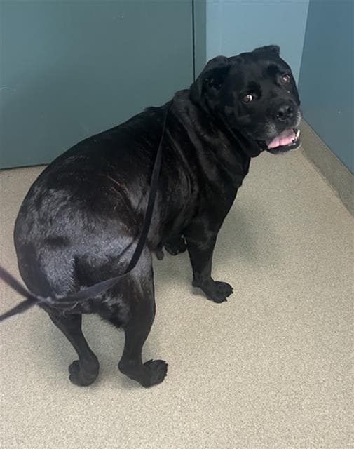 Pathfinder - Cane Corso Mastiff