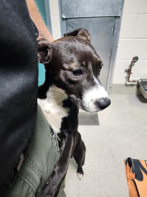 Carly - American Pit Bull Terrier