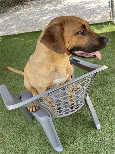 Carmella - Black Mouth Cur