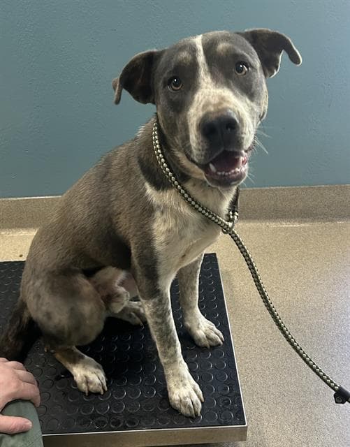 Jeeves - Pit Bull Terrier