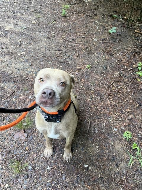 Bill - Pit Bull Terrier