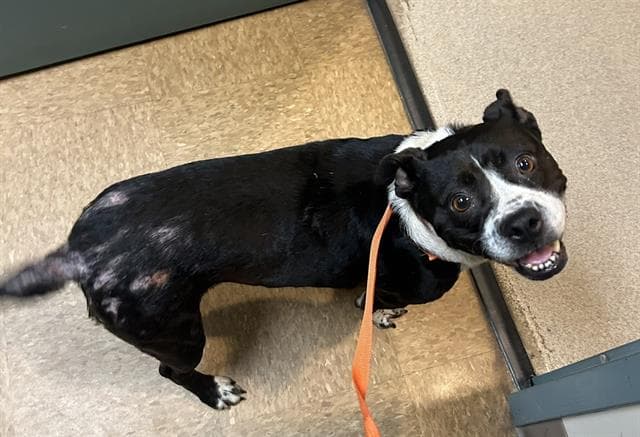 Hannah - Pit Bull Terrier