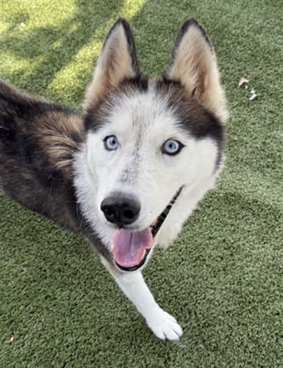 Tasha - Husky