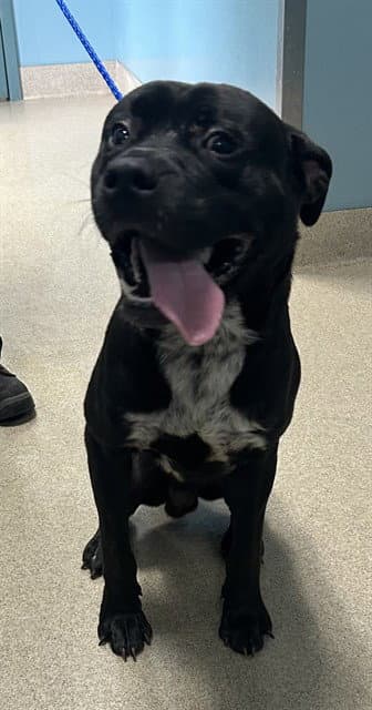 Mr P Paws - Pit Bull Terrier