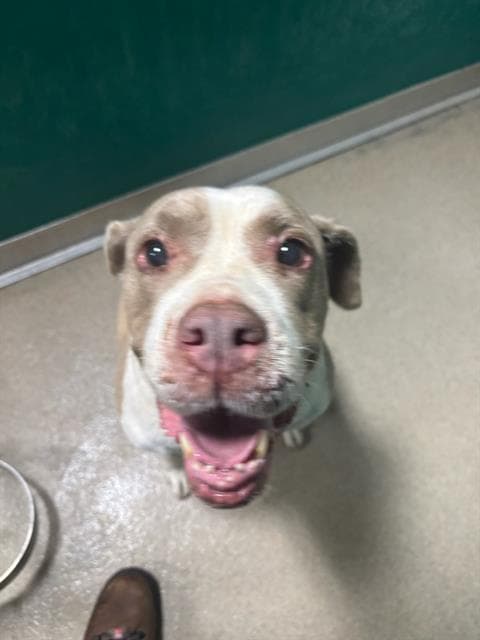 Scarlet - Pit Bull Terrier
