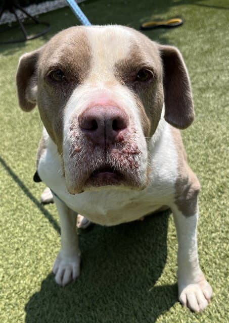 Scarlet - Pit Bull Terrier