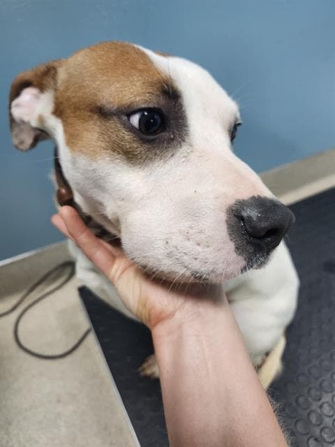 Mason - American Pit Bull Terrier