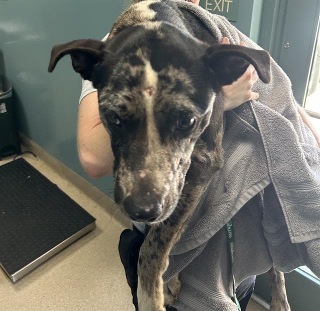 Felix - Catahoula Leopard Dog
