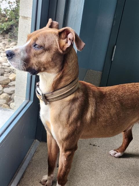 Roscoe - American Pit Bull Terrier