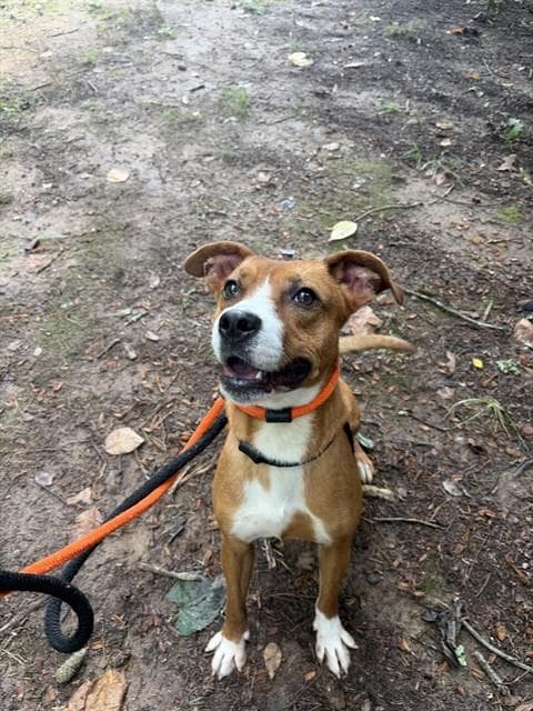 Roscoe - American Pit Bull Terrier