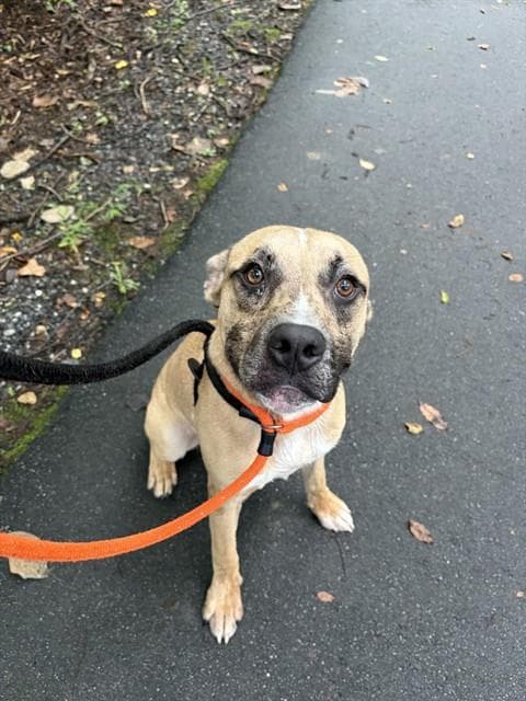 Asher - Pit Bull Terrier