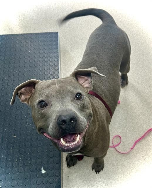 Calvin - Pit Bull Terrier