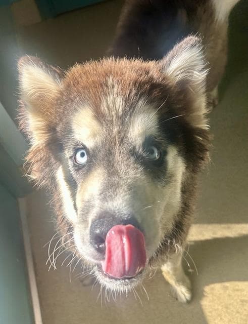 Denali - Alaskan Malamute