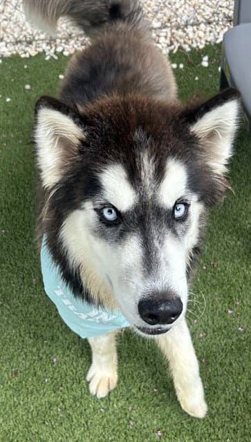 Denali - Alaskan Malamute