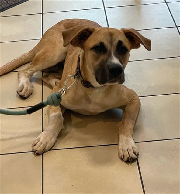 Zeke - Black Mouth Cur