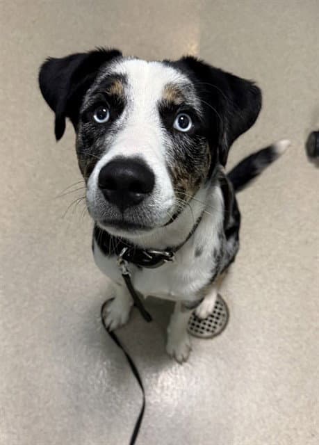 Prince Charming - Catahoula Leopard Dog