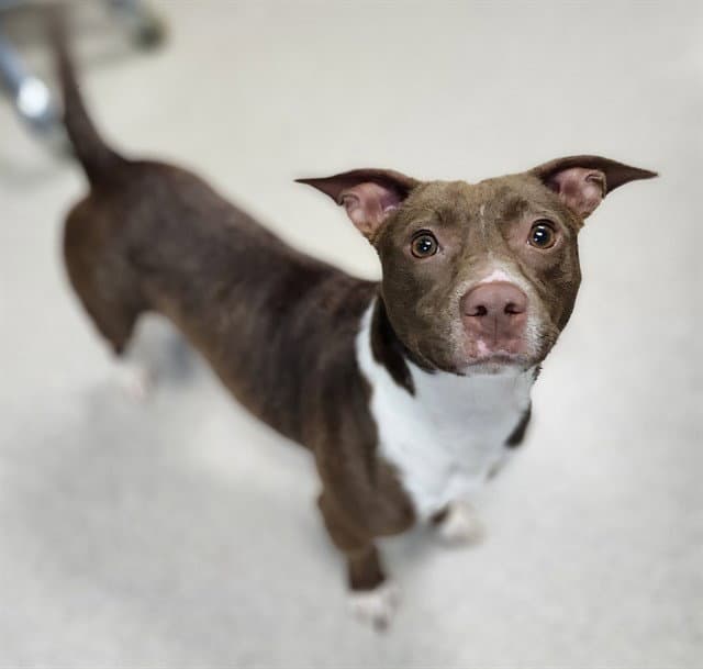 Bailey - Pit Bull Terrier