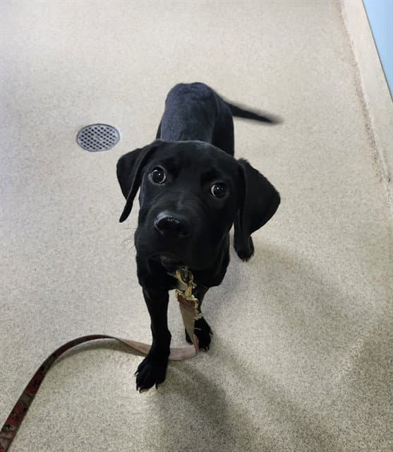Journey - Labrador Retriever