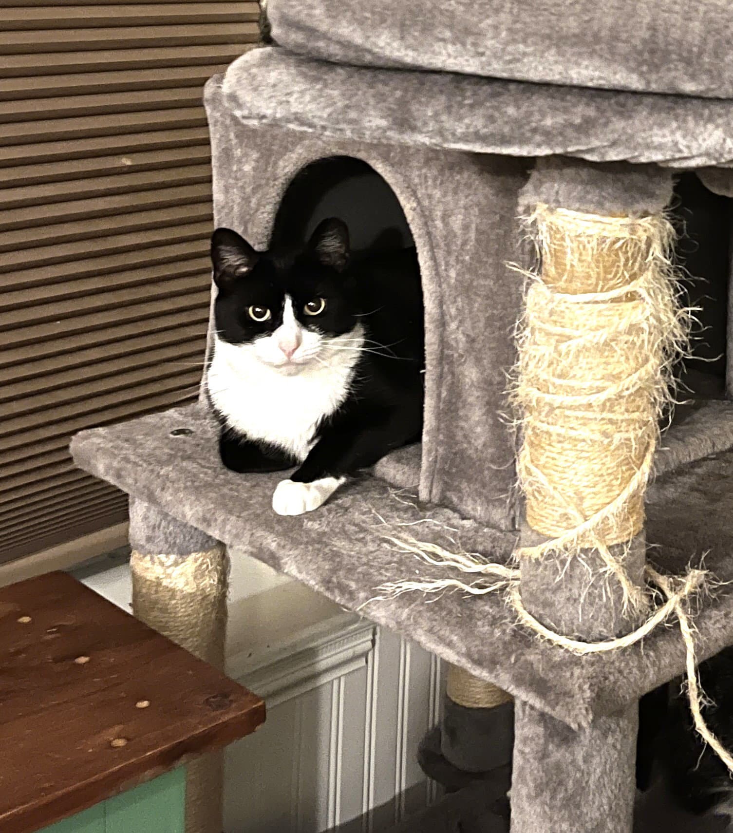 Humphrey - Domestic Short Hair