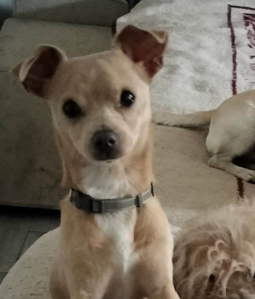 Little Man - Chihuahua