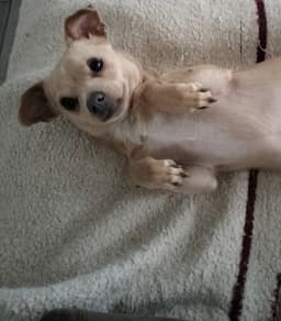 Little Man image 2