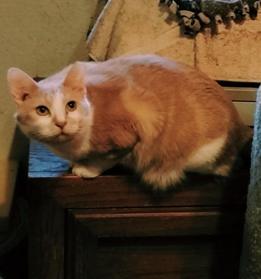 Deano - American Shorthair