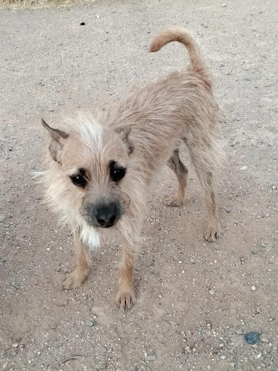 Scrappy - Terrier