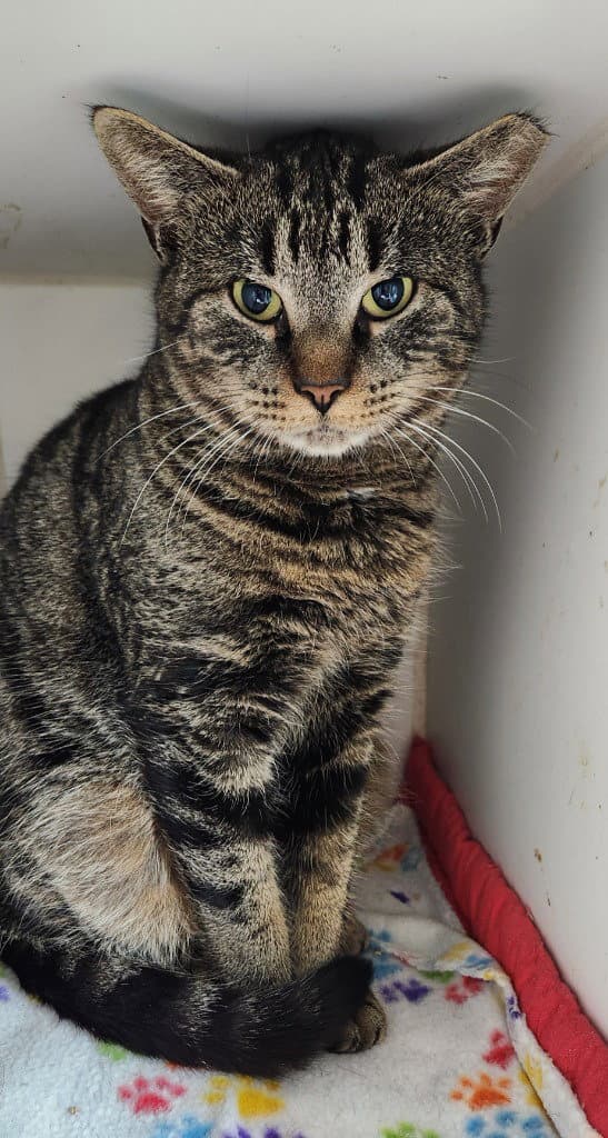 Josie - Domestic Short Hair