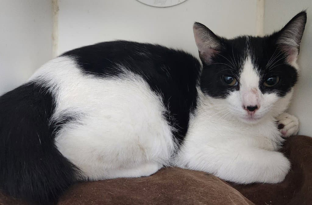 Lily - Domestic Short Hair