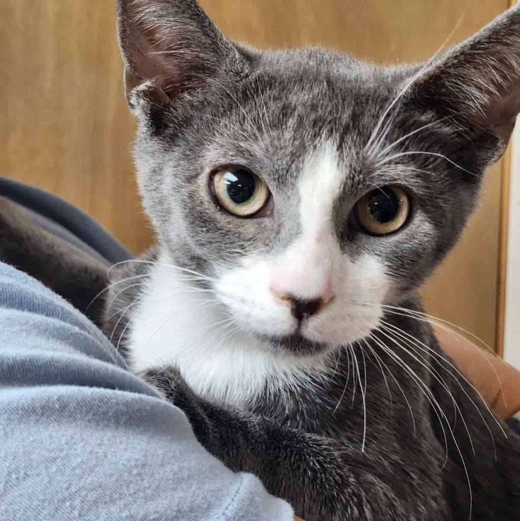Mochi - Domestic Short Hair