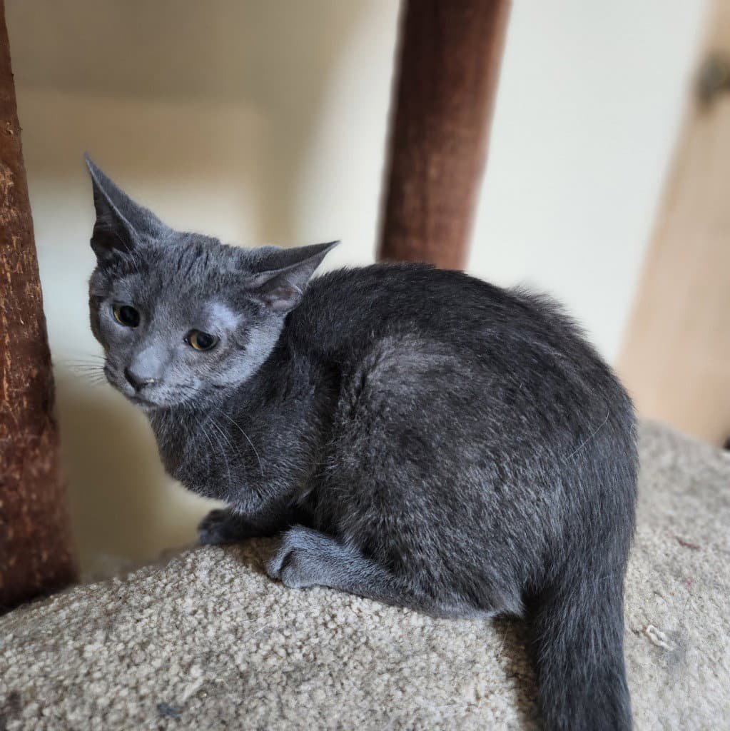 Granite - Domestic Short Hair