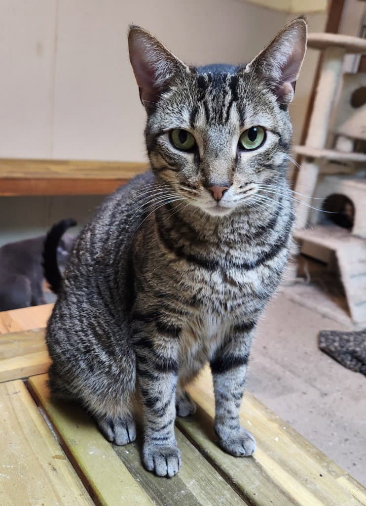 Larry - Domestic Short Hair
