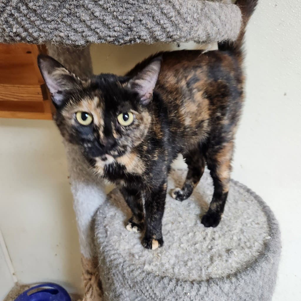 Etta - Domestic Short Hair