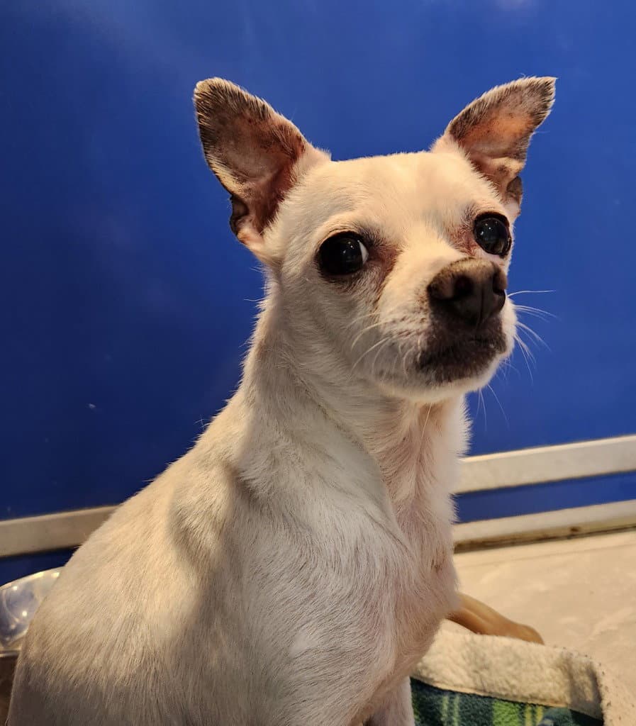Dexter - Chihuahua