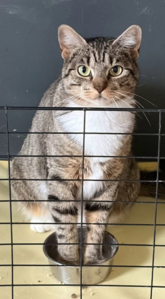 Gladys - Domestic Short Hair