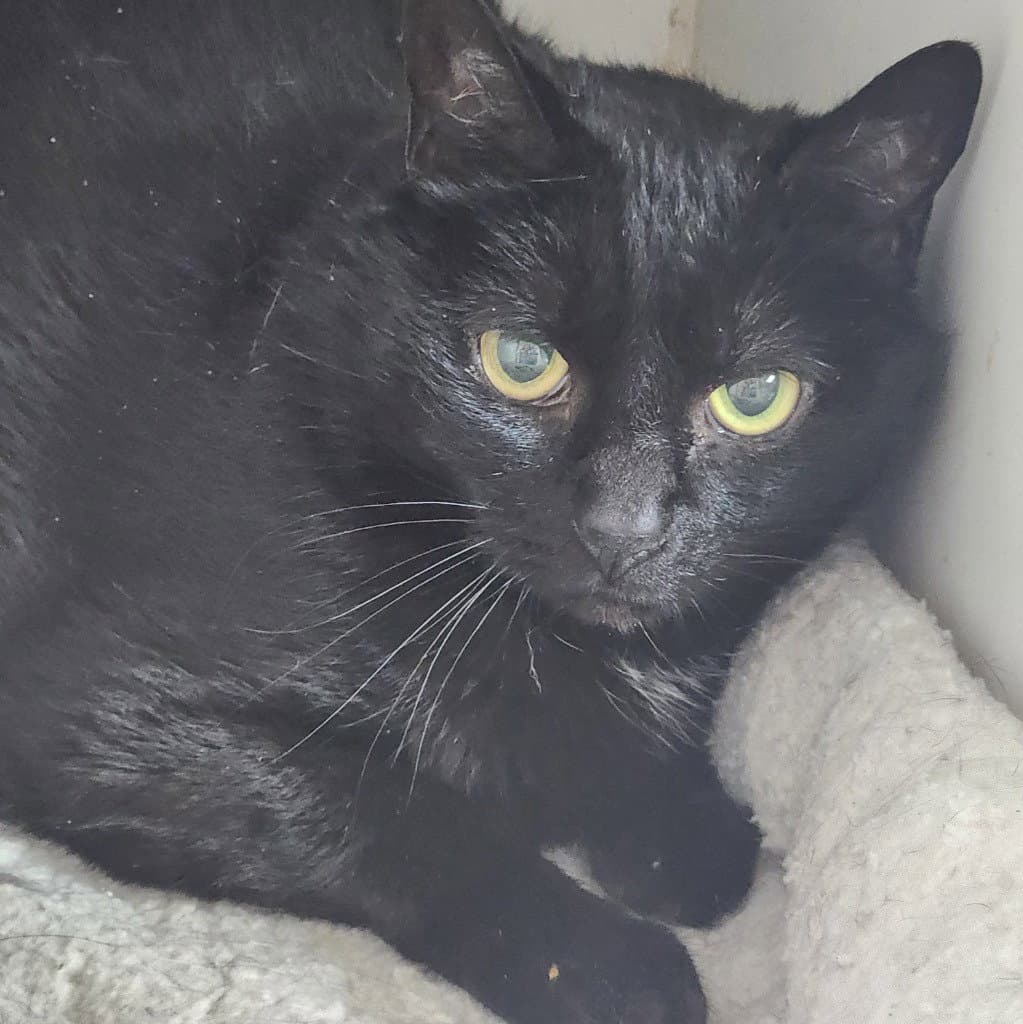 Tex - Domestic Medium Hair