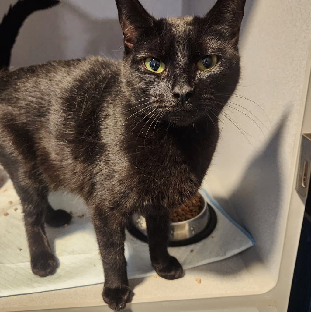 Jinx - Domestic Short Hair
