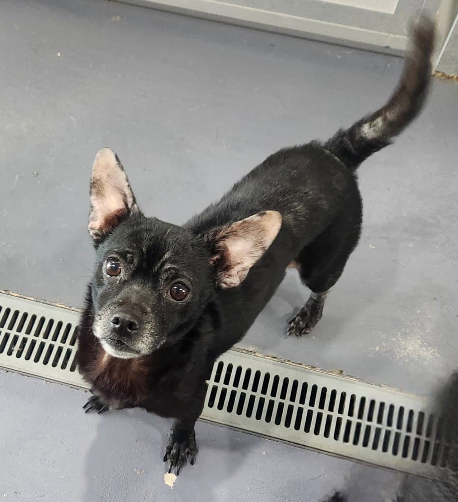 Radar - Chihuahua