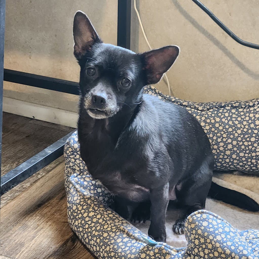 Radar - Chihuahua