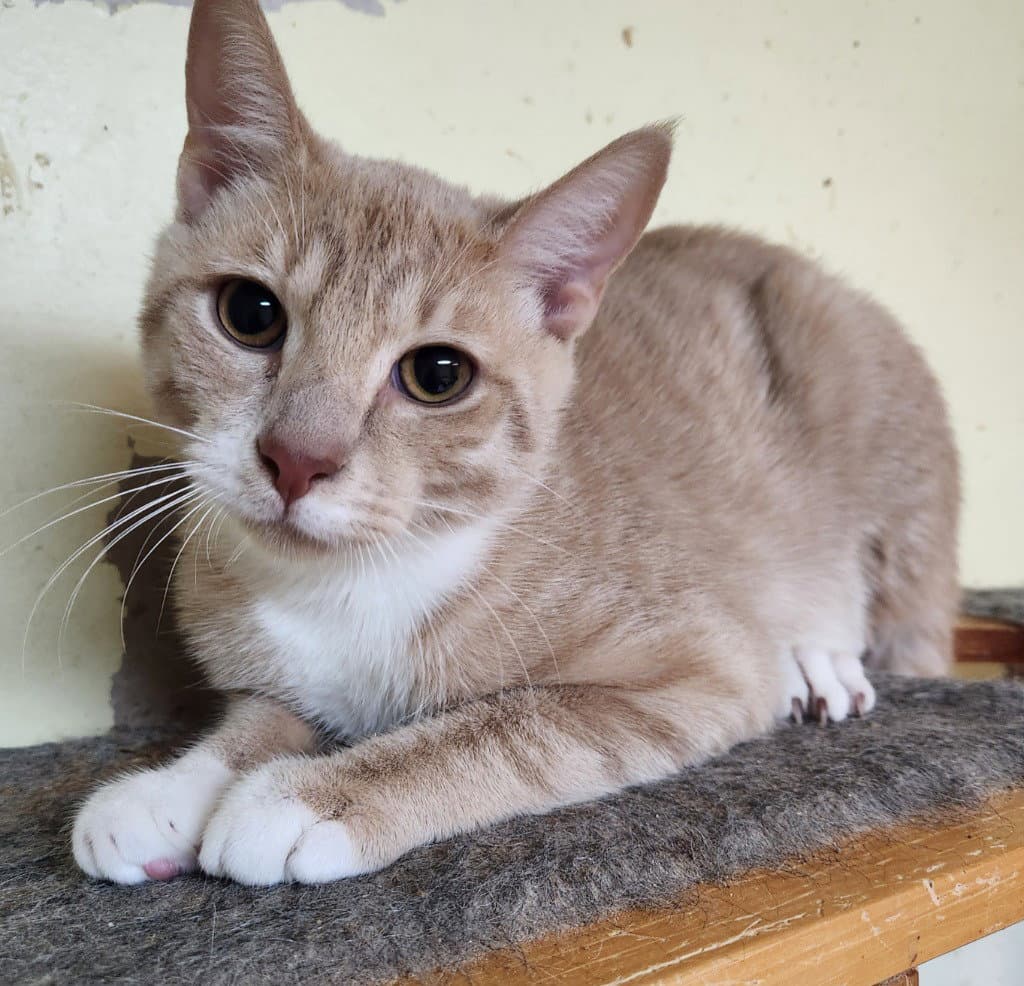 Teddy - Domestic Short Hair