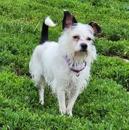 Minnie image 1