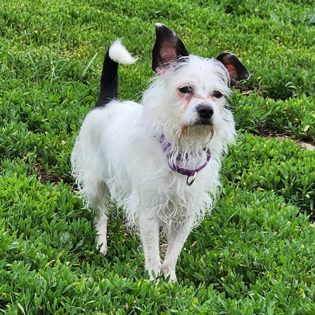 Minnie - Chinese Crested-Hairless