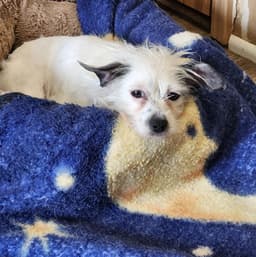 Minnie image 3