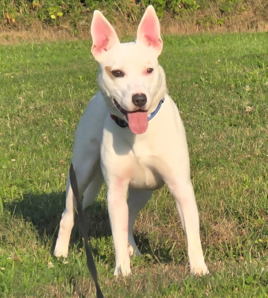 Tully - Terrier